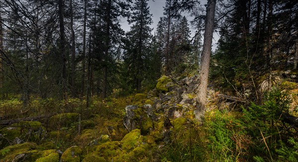 Замшелые камни в лесу-3